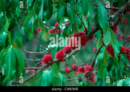 Malay Apple, Mountain Apple (Syzygium malaccense), blooming Banque D'Images