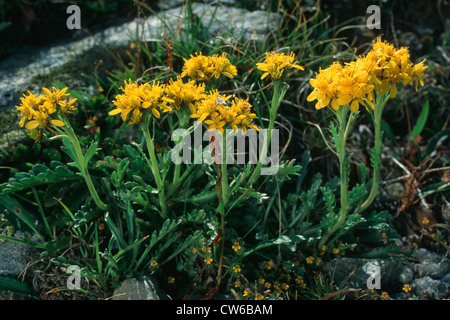 Séneçon jacobée (Senecio carniolicus carnioliennes, Senecio incanus ssp. carniolicus), la floraison, l'Italie, Alpes Banque D'Images