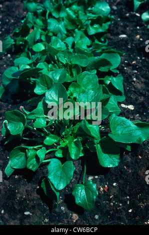 Le scorbut (commune d'herbe Cochlearia officinalis), de l'habitude Banque D'Images