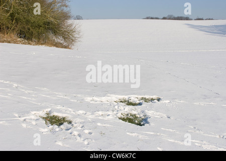 Le chevreuil (Capreolus capreolus), des traces de la recherche de nourriture, d'animal a retiré à l'écart de la neige dans le but d'obtenir pour le vert, Allemagne Banque D'Images