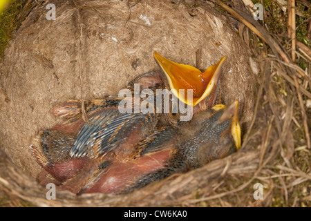 Grive musicienne (Turdus philomelos), deux oisillons dans le nid, un mendiant, Allemagne Banque D'Images