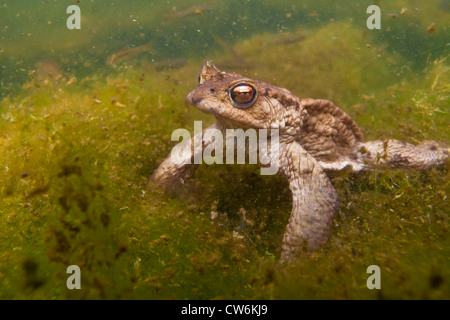 European crapaud commun (Bufo bufo), comité permanent érigé sur un étang du terrain parmi les algues, Allemagne, Rhénanie-Palatinat Banque D'Images