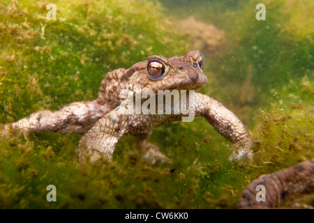 European crapaud commun (Bufo bufo), comité permanent érigé sur un étang du terrain parmi les algues, Allemagne, Rhénanie-Palatinat Banque D'Images