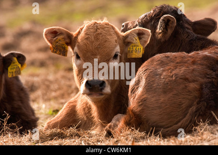 Les bovins domestiques (Bos primigenius f. taurus), certains jeunes animaux assis dans une prairie, en Allemagne, en Rhénanie du Nord-Westphalie Banque D'Images