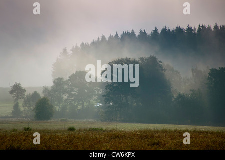 Le maïs, le maïs (Zea mays), matin brouillard sur maïs en face d'une forêt, l'Allemagne, la Saxe, Vogtlaendische Schweiz Banque D'Images