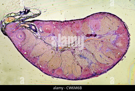 Les gens, les êtres humains, les humains (Homo sapiens sapiens), l'ovaire avec follicules ovariennes clairement visibles Banque D'Images