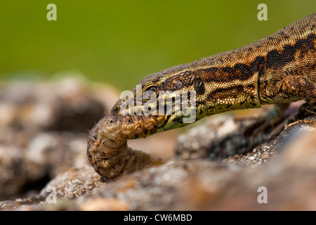 Lézard des murailles (Podarcis muralis, Lacerta muralis), se nourrissant d'une chenille, Allemagne, Bade-Wurtemberg, Kaiserstuhl Banque D'Images