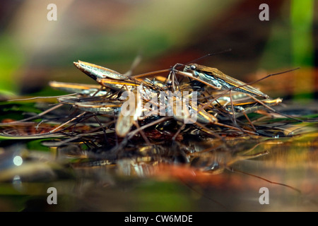 La patineuse de l'étang de l'eau, étang, strider (Gerris lacustris), plusieurs individus à sucer une abeille ivre, Allemagne, Rhénanie-Palatinat Banque D'Images