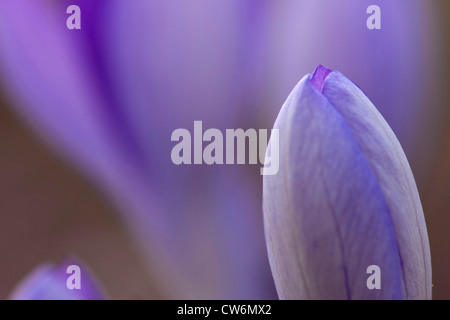 Début de crocus (Crocus tommasinianus), bouton floral, Allemagne, Rhénanie du Nord-Westphalie Banque D'Images