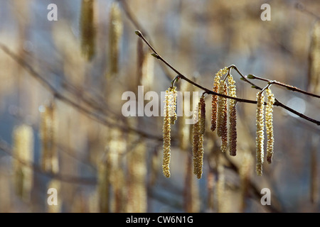 Le noisetier commun (Corylus avellana), la floraison en chatons mâles, l'Allemagne, Rhénanie-Palatinat Banque D'Images