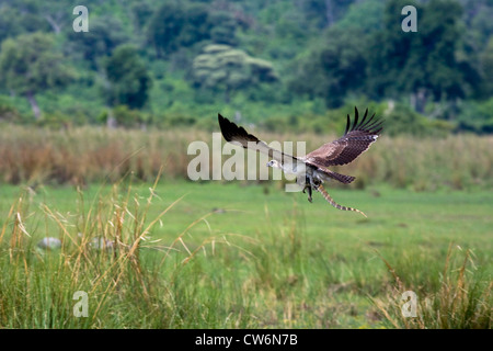 (Polemaetus bellicosus martial eagle, Hieraaetus bellicosus), jeune oiseau capturé avec moniteur du Nil, la Namibie, la région de Caprivi Banque D'Images