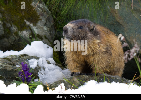 Marmotte des Alpes (Marmota marmota), dans la neige avec Aconitum floraison , Autriche, NP Hohe Tauern, Grossglockner Banque D'Images
