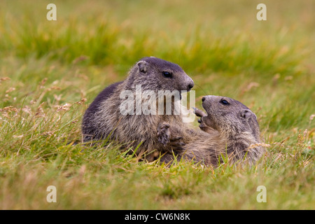 Marmotte des Alpes (Marmota marmota), deux individus, de lutte contre l'Autriche, NP Hohe Tauern, Grossglockner Banque D'Images