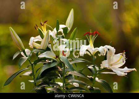 Lily (Lilium spec.), dans le jardin des lys blanc Banque D'Images