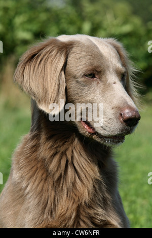 Braque (Canis lupus f. familiaris), Long haired Banque D'Images