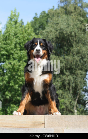 Bernois (Canis lupus f. familiaris), femelle, 17 mois assis sur l'escalier Banque D'Images