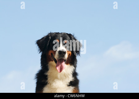 Bernois (Canis lupus f. familiaris), femelle, 17 mois, portrait Banque D'Images