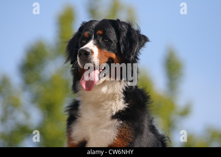 Bernois (Canis lupus f. familiaris), femelle, 17 mois, portrait Banque D'Images