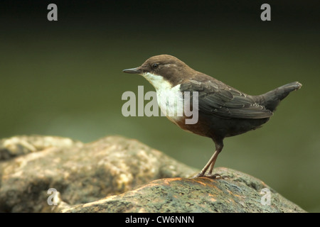 Balancier (Cinclus cinclus), assis sur un rocher, l'Allemagne, Rhénanie-Palatinat Banque D'Images