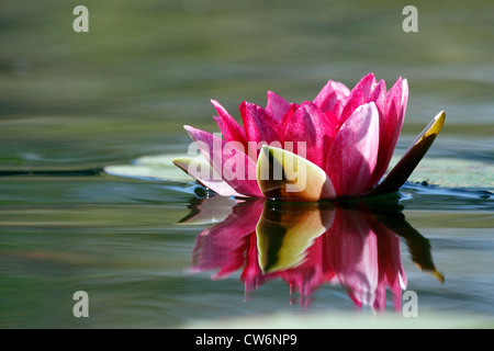 Nénuphar nénuphar (Nymphaea, spec.), à fleur de surface de l'eau Banque D'Images