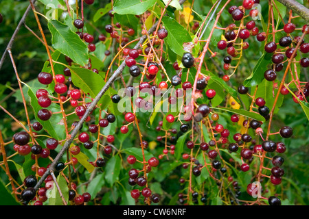 Wild Black cherry (Prunus serotina), branches fructifères, Allemagne Banque D'Images