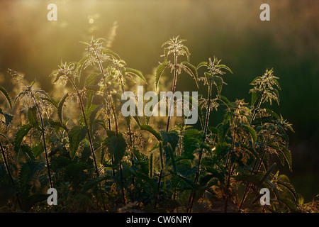 L'ortie (Urtica dioica), qui fleurit en contre-jour, l'Allemagne, Rhénanie-Palatinat Banque D'Images