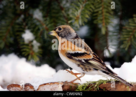 Pinson du nord (Fringilla montifringilla), en hiver Banque D'Images