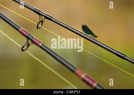 Bluewing, demoiselle agrion (Calopteryx virgo), homme assis sur une canne à pêche, l'Allemagne, Rhénanie-Palatinat Banque D'Images