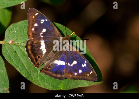 Purple emperor (Apatura iris), assis sur une feuille, l'Allemagne, Rhénanie-Palatinat Banque D'Images