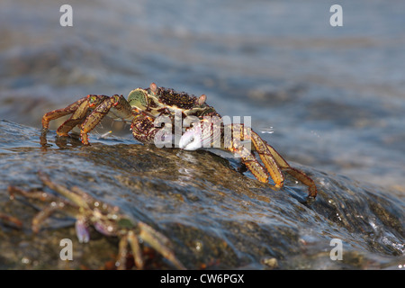 Les crabes de marais, port de crabes, de crabes Grapsus talon (spéc., Grapsidae), deux animaux sur un rocher humide de la surf, Thaïlande, Phuket, Khao Sok NP Banque D'Images