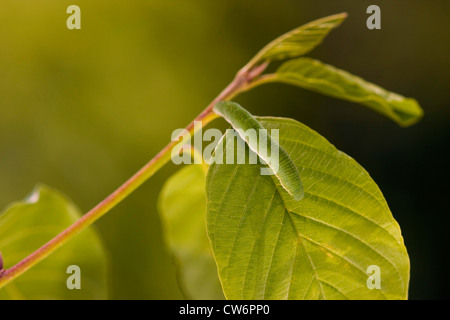 De souffre (Gonepteryx rhamni), Caterpillar assis sur une feuille de Frangula alnus, Allemagne, Rhénanie-Palatinat Banque D'Images