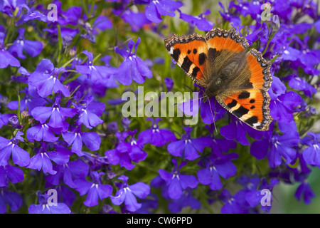 Petite écaille (Aglais urticae), assis sur le jardin, Lobelia Lobelia erinus, Allemagne, Rhénanie-Palatinat Banque D'Images