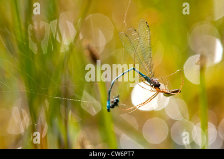 Une araignée plate (Tetragnatha extensa), ayant pris une araignée plate libellule dans son filet, en Allemagne, en Rhénanie du Nord-Westphalie Banque D'Images