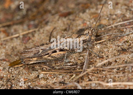 Sauterelle de champ, champ commun sauterelle (Chorthippus brunneus, Glyptobothrus Chorthippus brunneus, bicolore, Stauroderus brunneus), assis dans le sable, Allemagne Banque D'Images