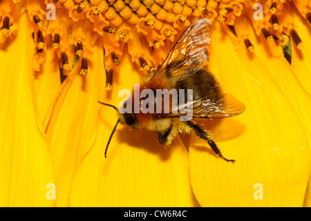 Carder cardeur commun, d'abeilles abeille (Bombus pascuorum, Bombus agrorum), Bourdon sur tournesol, Allemagne Banque D'Images