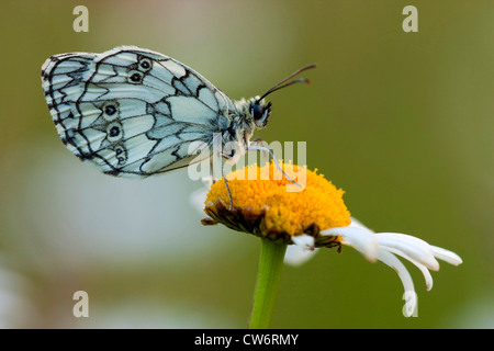 Blanc marbré (Melanargia galathea), assis sur une marguerite, Allemagne, Rhénanie du Nord-Westphalie Banque D'Images