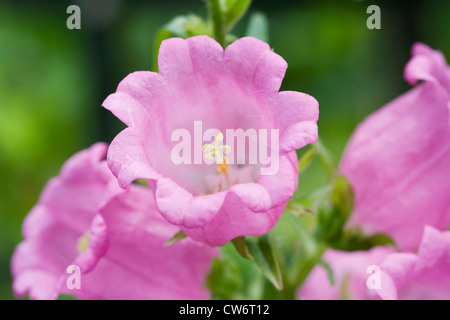 Campanula medium Fleurs. Canterbury bells. Banque D'Images