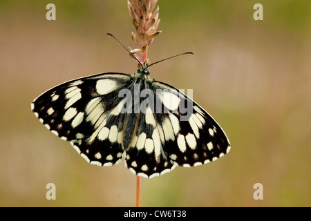 Blanc marbré (Melanargia galathea), assis sur un gras d'oreille, en Allemagne, en Rhénanie du Nord-Westphalie Banque D'Images