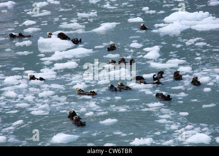 Loutre de mer (Enhydra lutris), à Prince William Sound, Alaska, USA Banque D'Images