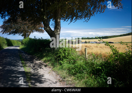 Lane sur la South Downs Way, près de Buriton, Hampshire, Royaume-Uni Banque D'Images