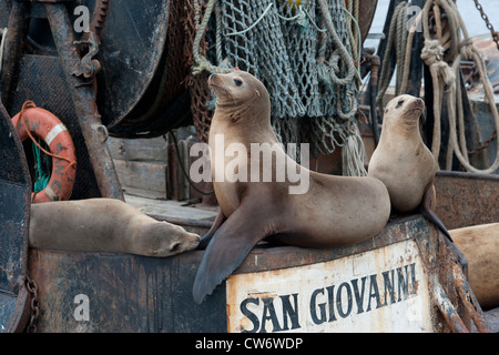 Otaries de Californie, Zalophus californianus, reposant sur bateau de pêche. Monterey, Californie. Banque D'Images