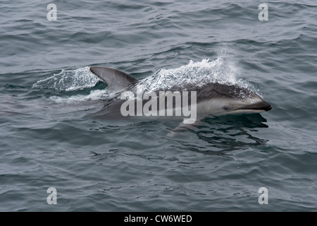 Dauphin à flancs blancs du Pacifique (Lagenorhynchus obliquidens), à la surface. Monterey, Californie, l'océan Pacifique. Banque D'Images