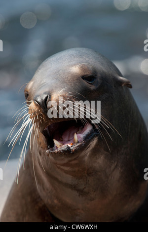 Otaries de Californie (Zalophus californianus). Portrait de femme adulte, Monterey, Californie. Banque D'Images