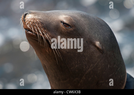 Otaries de Californie (Zalophus californianus). Portrait de femme adulte, Monterey, Californie. Banque D'Images