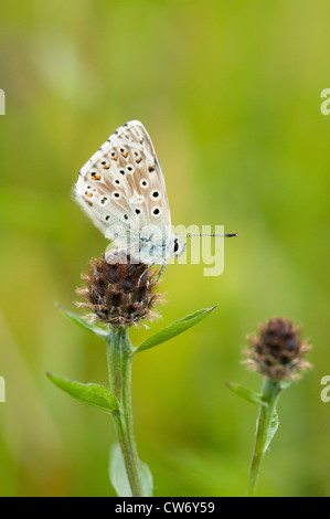 Homme Chalkhill Blue Butterfly vue latérale, format vertical avec arrière-plan flou Banque D'Images