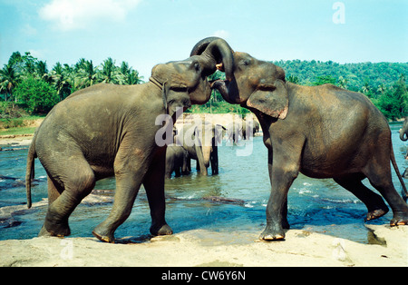 L'éléphant d'Asie, l'éléphant d'Asie (Elephas maximus), l'orphelinat des éléphants de Pinnawela, au Sri Lanka, Zentralprovinz Banque D'Images