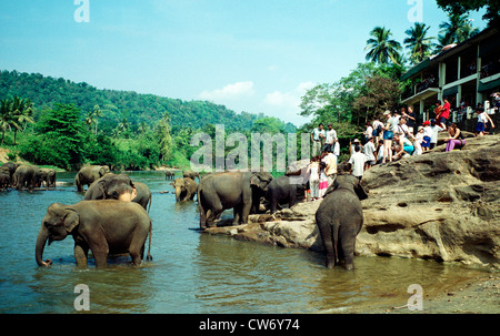 L'éléphant d'Asie, l'éléphant d'Asie (Elephas maximus), l'orphelinat des éléphants de Pinnawela, au Sri Lanka, Zentralprovinz Banque D'Images