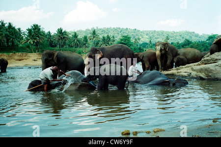 L'éléphant d'Asie, l'éléphant d'Asie (Elephas maximus), l'orphelinat pour éléphants, le bain des éléphants, le Sri Lanka, l'Zentralprovinz Pinnawela, Banque D'Images