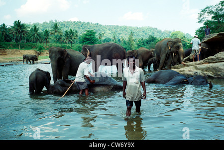 L'éléphant d'Asie, l'éléphant d'Asie (Elephas maximus), l'orphelinat pour éléphants, le bain des éléphants, le Sri Lanka, l'Zentralprovinz Pinnawela, Banque D'Images