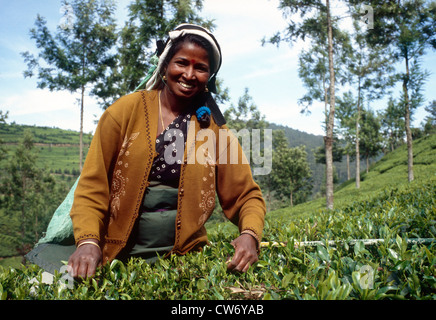 Sélection de thé femme, Sri Lanka, Zentralprovinz, Nuwara Eliya Banque D'Images